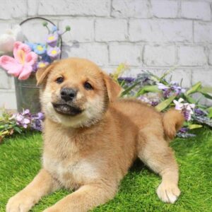 Shiba Inu – 873