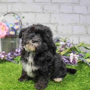 Mini Bernedoodle – 878