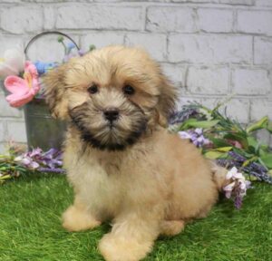 Waggles Malshi puppy available