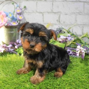 Silky Terrier – 880