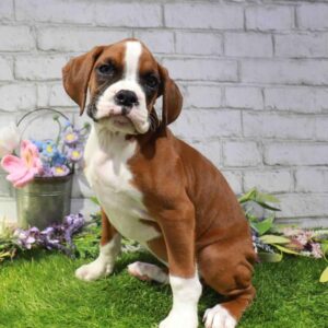 Boxer – 881