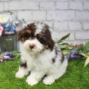 Yorkie-Poo – 886