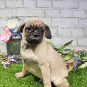 Puggle – 887