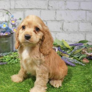 Cocker Spaniel – 889