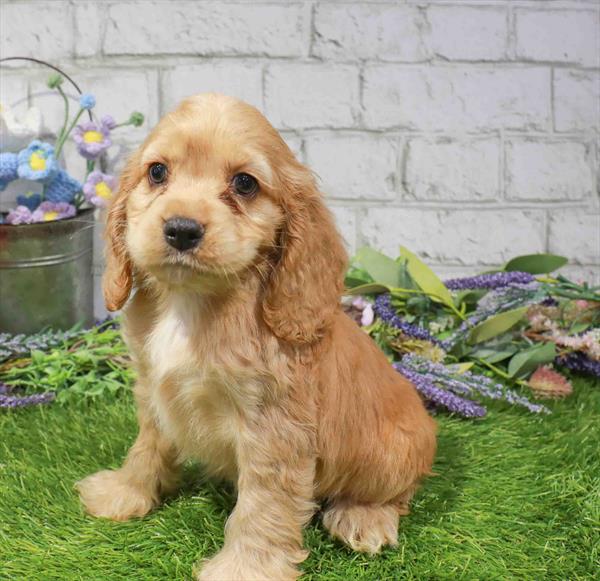 Beau, Cocker Spaniel, Image 1