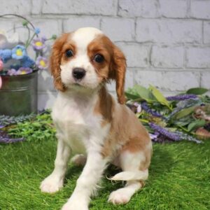Cavalier King Charles Spaniel – 890