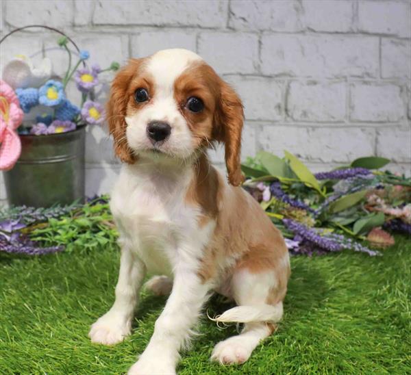 Cavalier King Charles Spaniel - 890, Cavalier King Charles Spaniel, Image 1