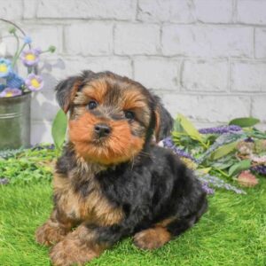 Yorkie – 891
