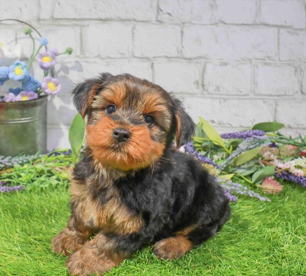 Reggie, Yorkie, Image 1