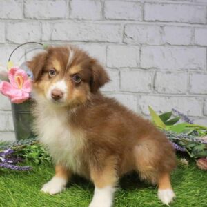 Mini Aussie – 892