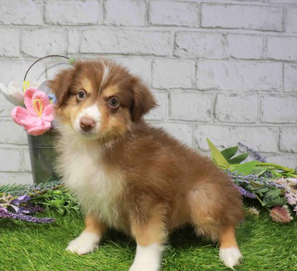 Mini Aussie - 892, Mini Aussie, Image 1
