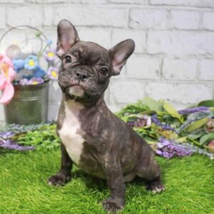 French Bulldog – 893