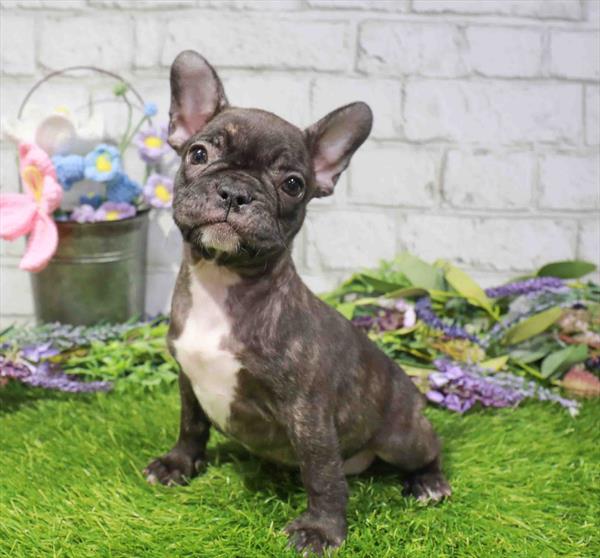 Rosie, French Bulldog, Image 1