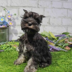Mini Schnauzer – 894