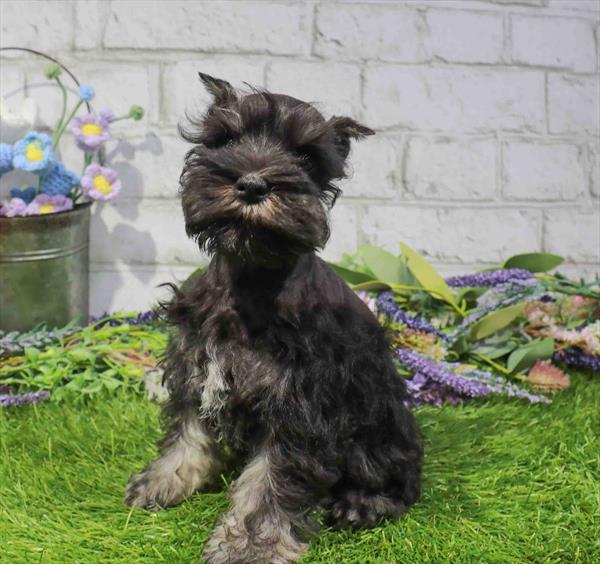 Willow, Mini Schnauzer, Image 1