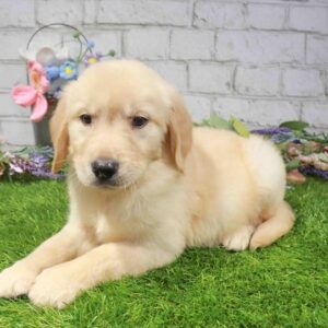 Golden Retriever – 895