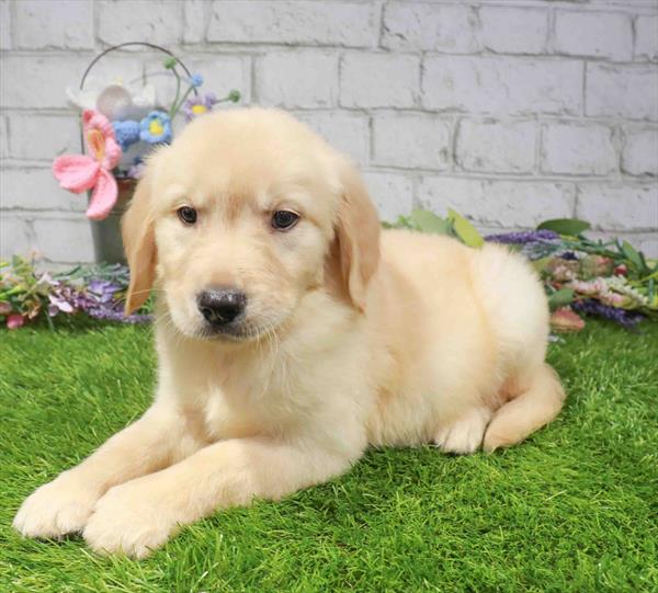 Golden Retriever - 895, Golden Retriever, Image 1