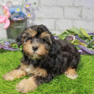 Yorkie-Poo – 896