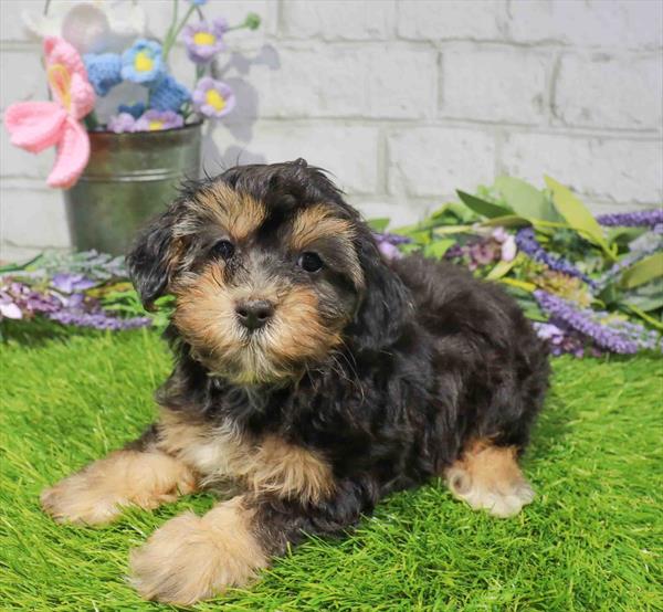 Archie, Yorkie-Poo, Image 1