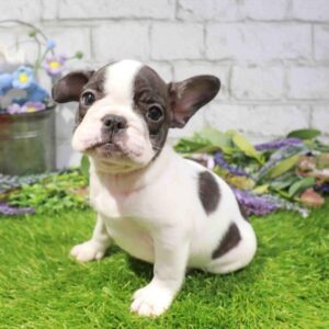 French Bulldog – 897