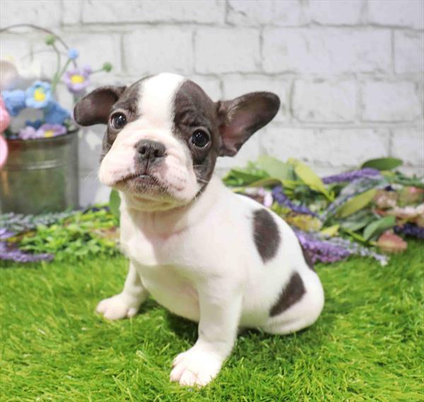 Tofu, French Bulldog, Image 1