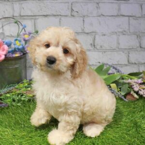 Cockapoo – 898