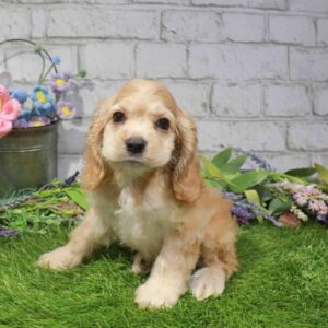 Cocker Spaniel – 899