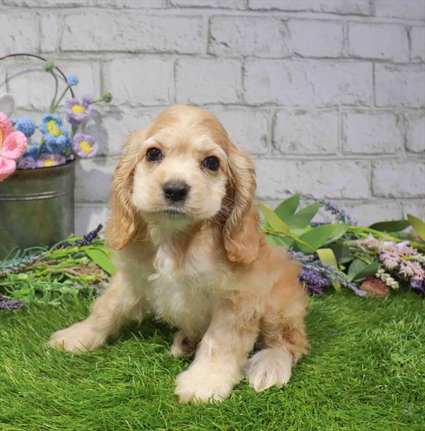 Dollie, Cocker Spaniel, Image 1