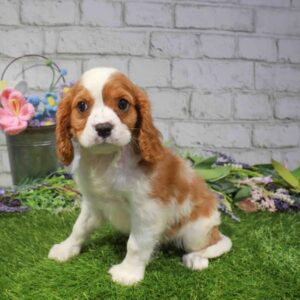 Cavalier King Charles Spaniel – 900