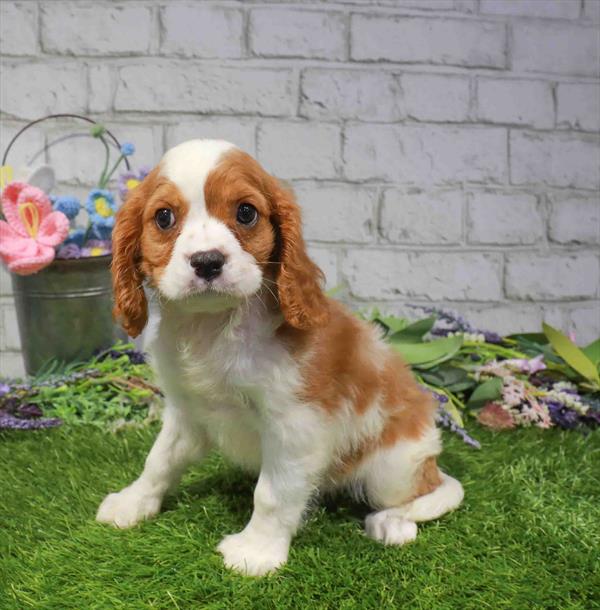 Otis, Cavalier King Charles Spaniel, Image 1
