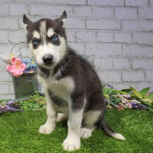 Siberian Husky – 901