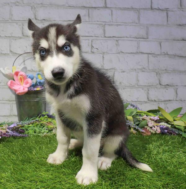 Niko, Siberian Husky, Image 1