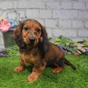 Dachshund – 903