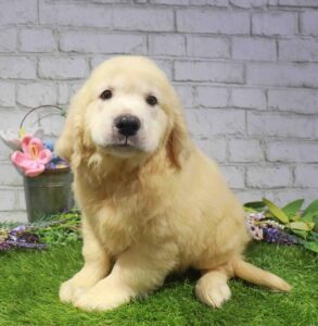 Waggles Golden Retriever puppy available