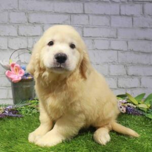 Golden Retriever – 902