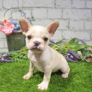 French Bulldog – 904