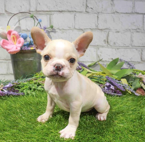 Tulip, French Bulldog, Image 1