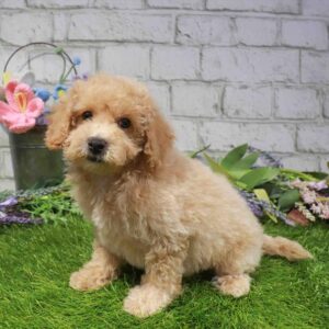 Bichapoo – 905