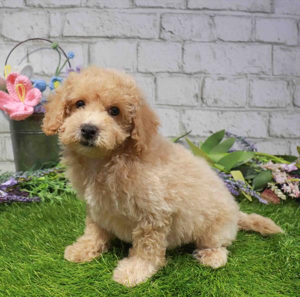 Maisie, Bichapoo, Image 1
