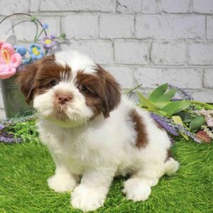 Lhasa Apso – 906