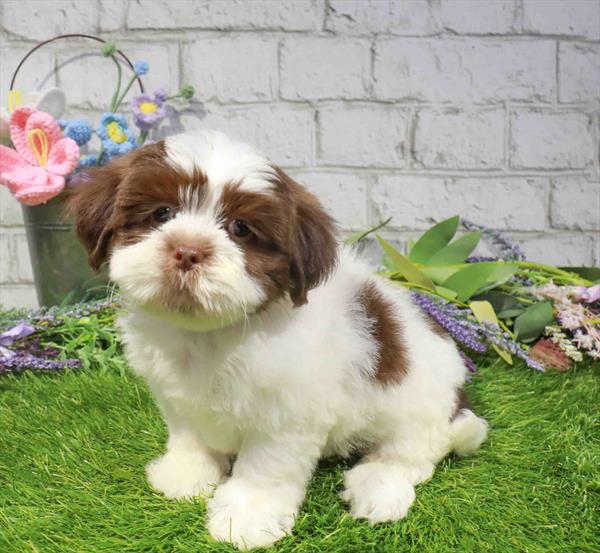 Tilly, Lhasa Apso, Image 1
