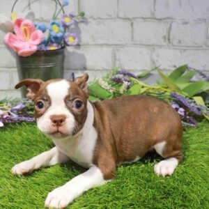 Boston Terrier – 907