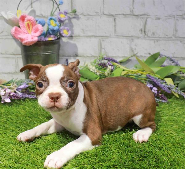Lola, Boston Terrier, Image 1