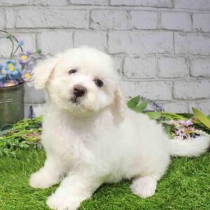 Bichon – 908