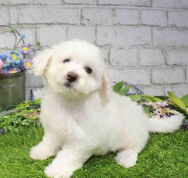 Casper, Bichon, Image 1