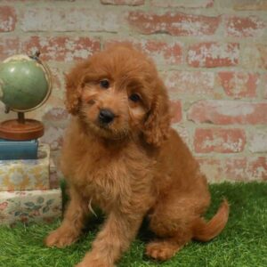 Mini Goldendoodle – 910