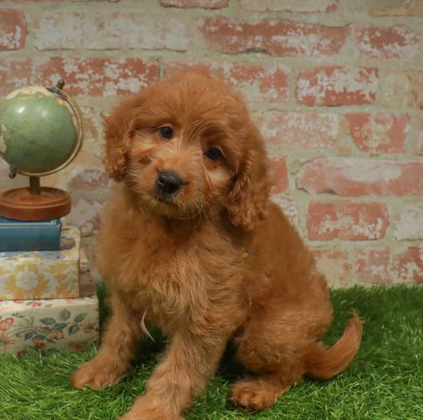 Grace, Mini Goldendoodle, Image 1