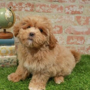 Teddy Bear – 914