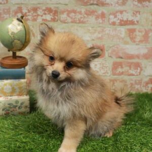 Pomeranian – 912