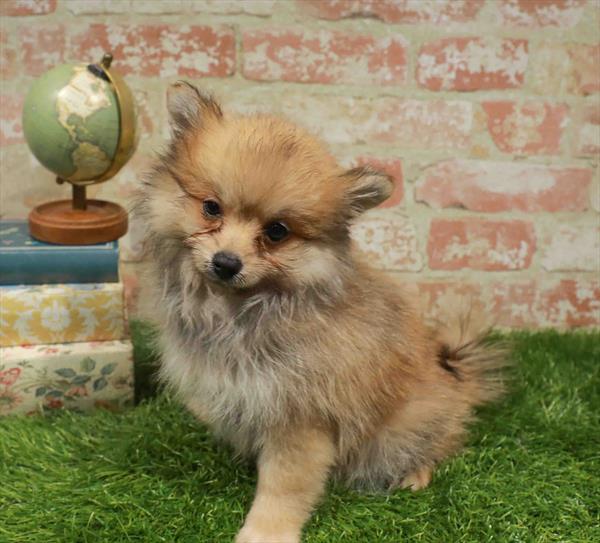Laura, Pomeranian, Image 1